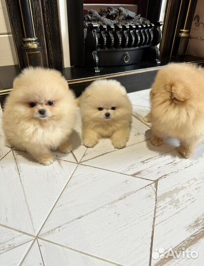 Помы для вашего дома