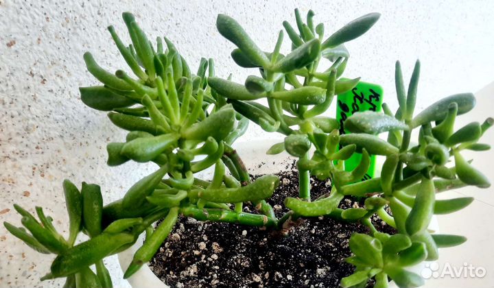 Толстянка Крассула Хобит