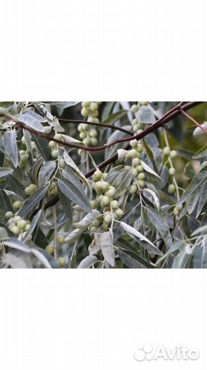 Калина гранатовый браслет