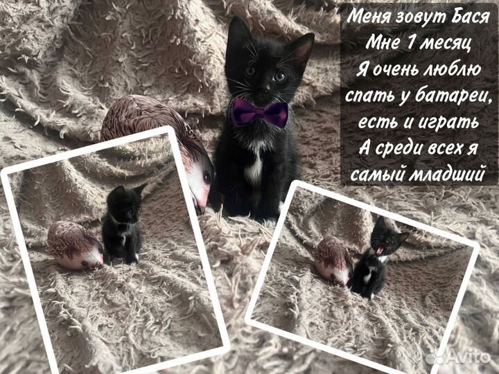 Котята в добрые руки