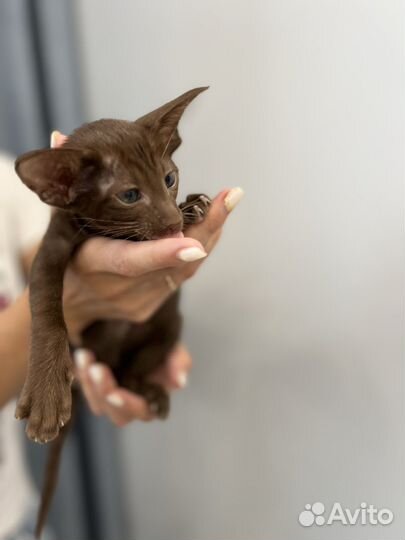 Ориентальная