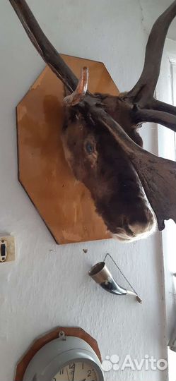 Продам рога оленя