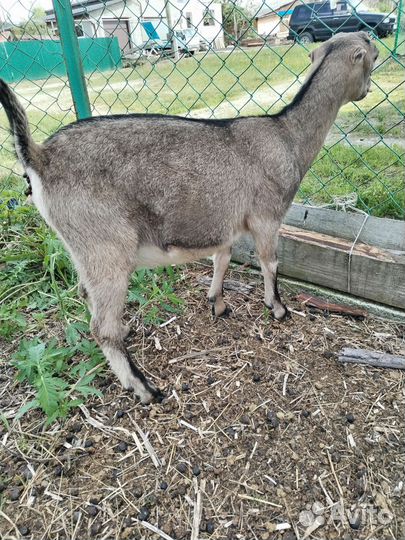 Продам коз