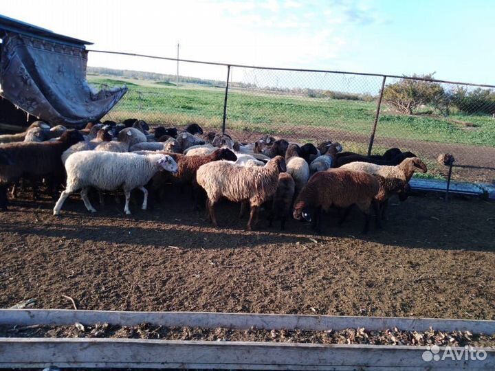 Овцы бараны