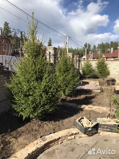 Ель зеленая extra (формированная, плантационная)