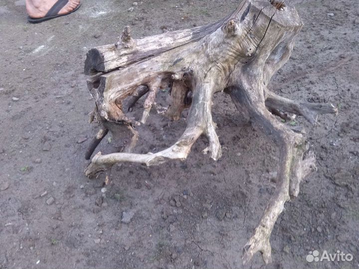 Шедевр Природы