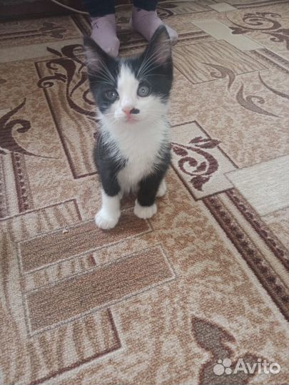Котята в добрые руки бесплатно