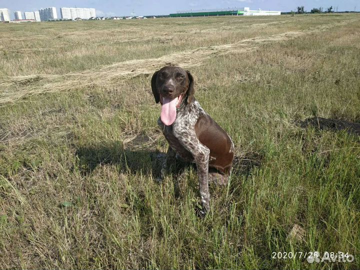 Вязка Курцхаар