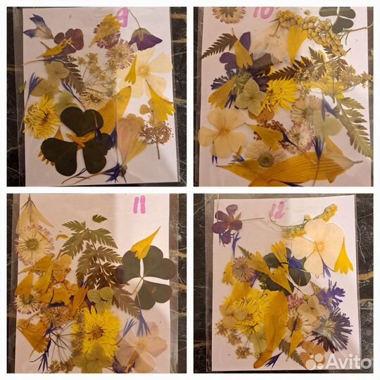 Сухоцветы для творчества. Плоская сушка
