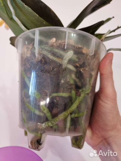 Орхидея фаленопсис