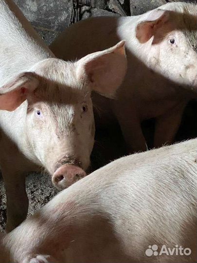 Свиньи (поросята)