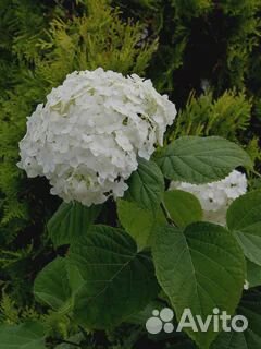 Гортензия, малина тибетская, мята ментоловая