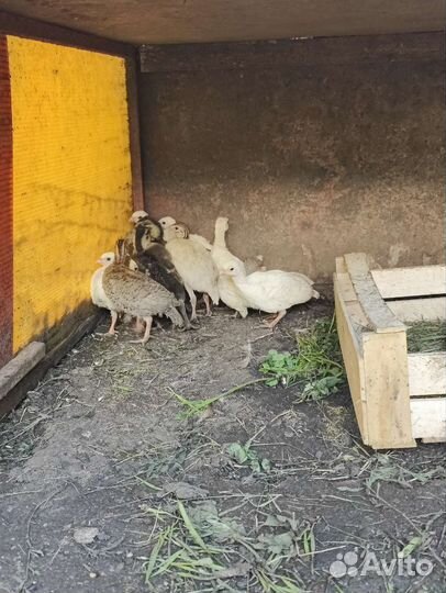 Фазаны молодые, павлинята, цесарята и бентамки