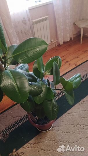 Фикус бенджамина