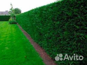 Туя западная