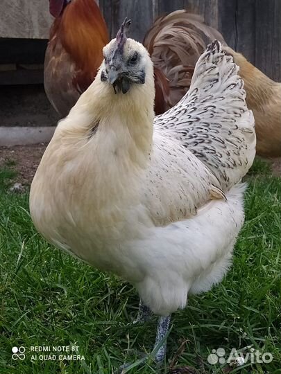 Лакенданзи чистокровные Серебро, Палево-голубые