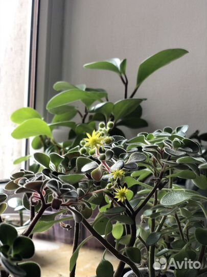 Аихризон дерево любви и счастья