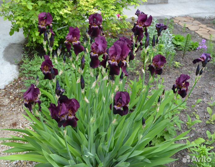 Ирис бордовый