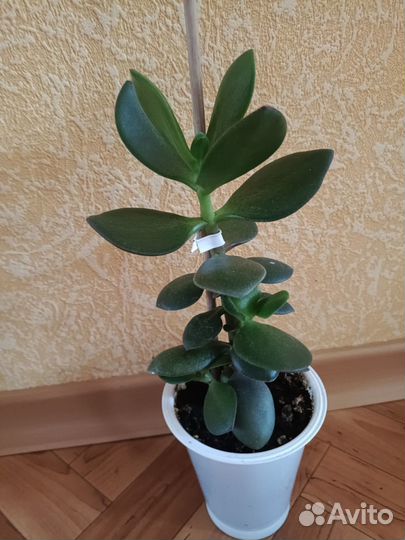 Декабрист, Денежное дерево