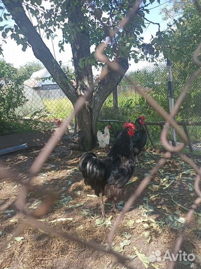 Петухи-красавцы
