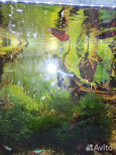 Аквариум с рыбками