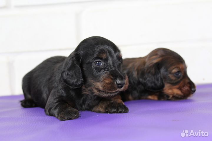 Таксы длинношерстные кроличьи щенки