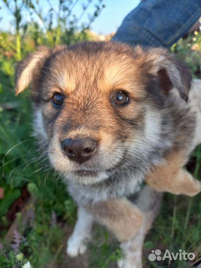 Щенок в добрые руки