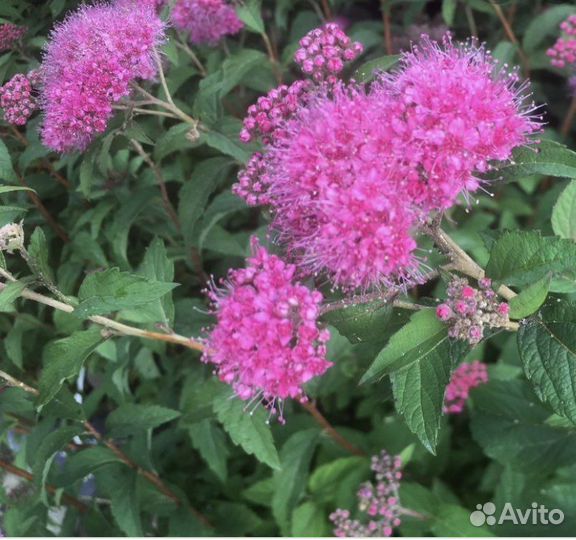 Спирея японская Суперстар