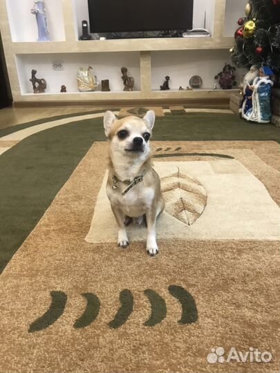 Вязка собак