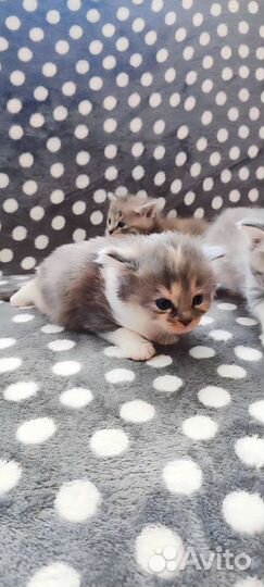 Котята в добрые руки бесплатно