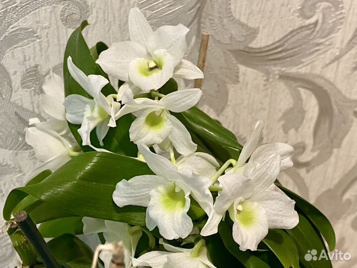 Дендробиум Аполлон