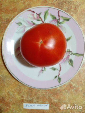 Семена низкорослых томатов