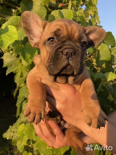 Чудесные французики