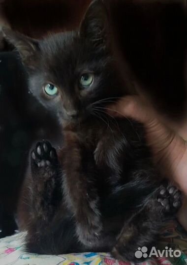 Чёрный котёнок