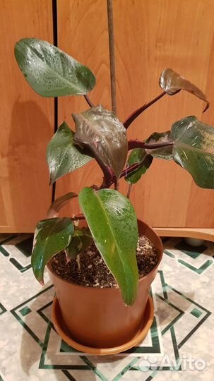 Филадендром Pink princess