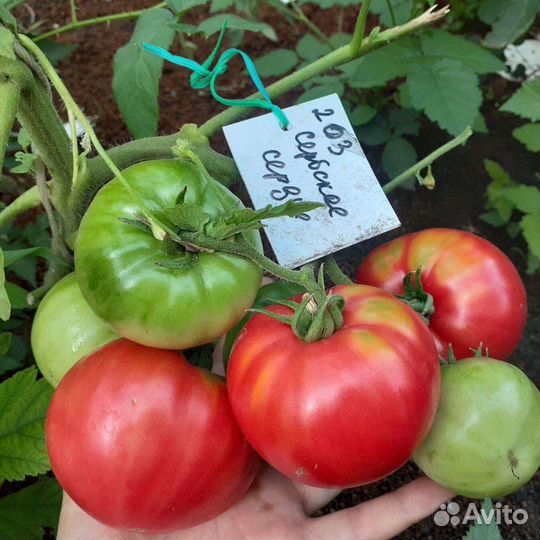 Томат Сербское сердце семена