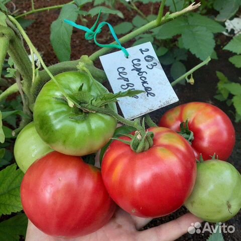 Томат Сербское сердце семена