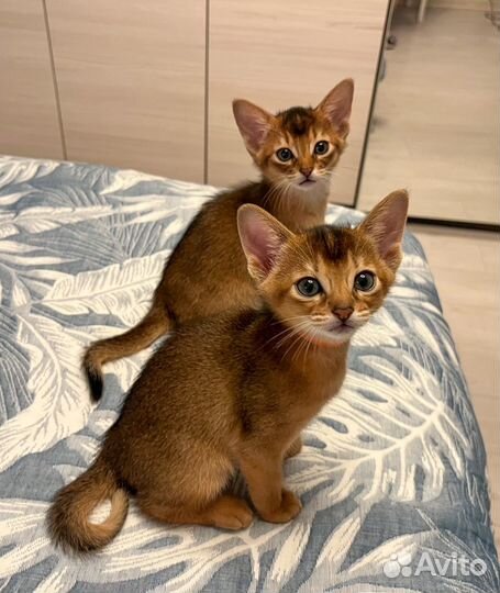 Абиссинские котята