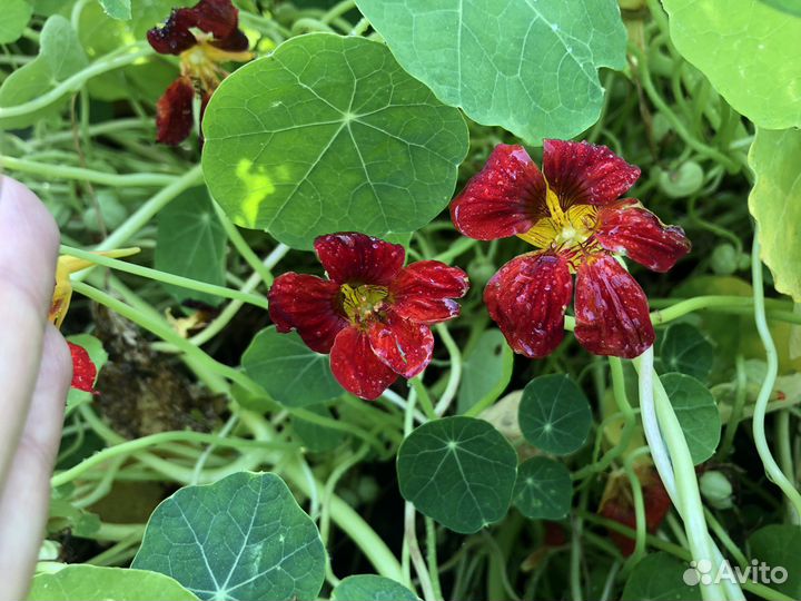 Настурция семена