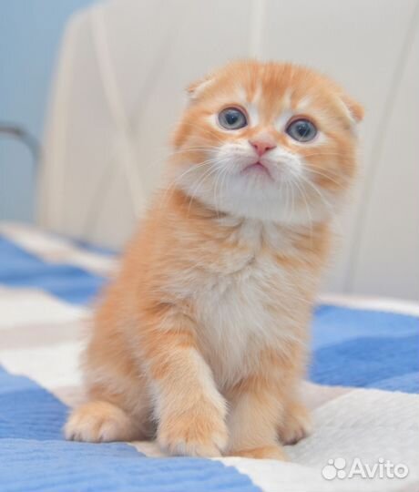 Шотландский котёнок
