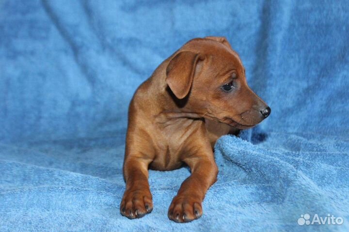 Щенки цвергпинчера