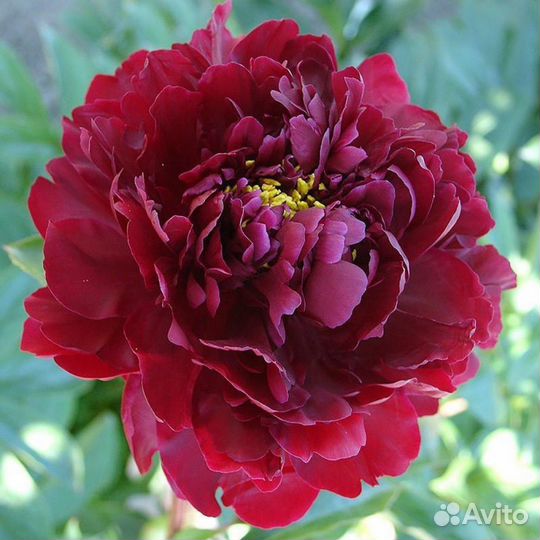 Чёрный дракон