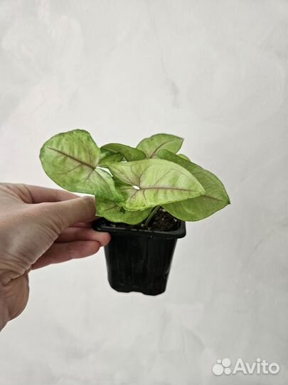 Сингониум, хойя, фикус, сциндапсус