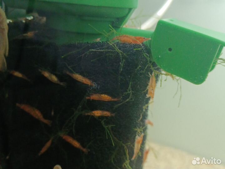 Аквариумные креветки