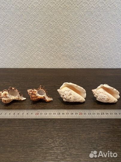 Раковины и морские звезды