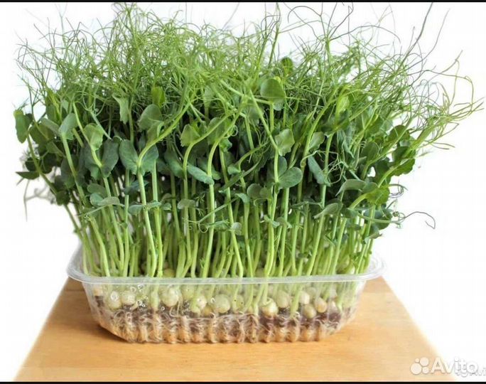 Микрозелень горошек