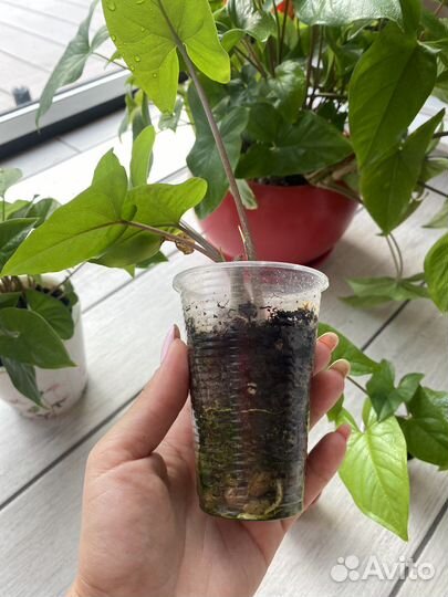 Сингониум ножколистный