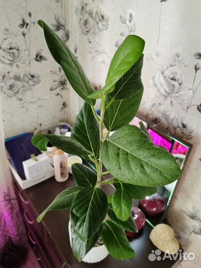 Фикус Бенгальский