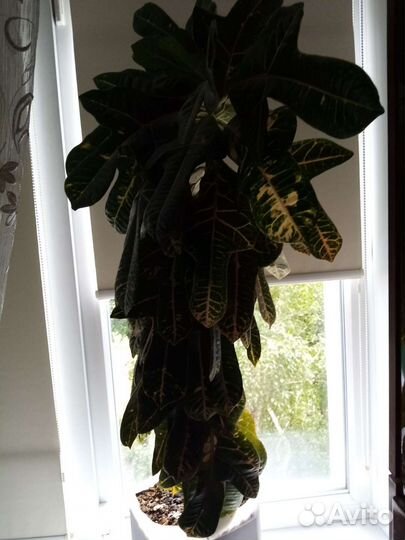 Комнатные цветы взрослые