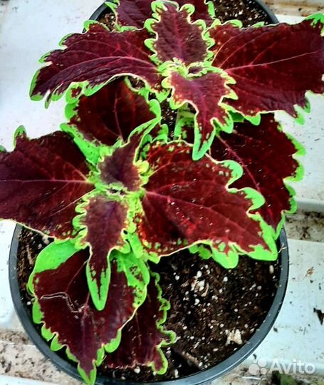 Колеус и Фиттония